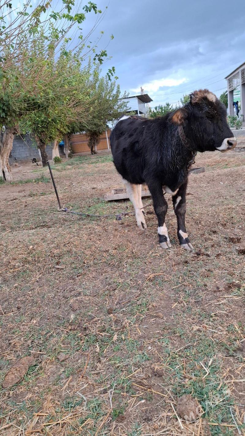 okuz - Aşgabat - img 5