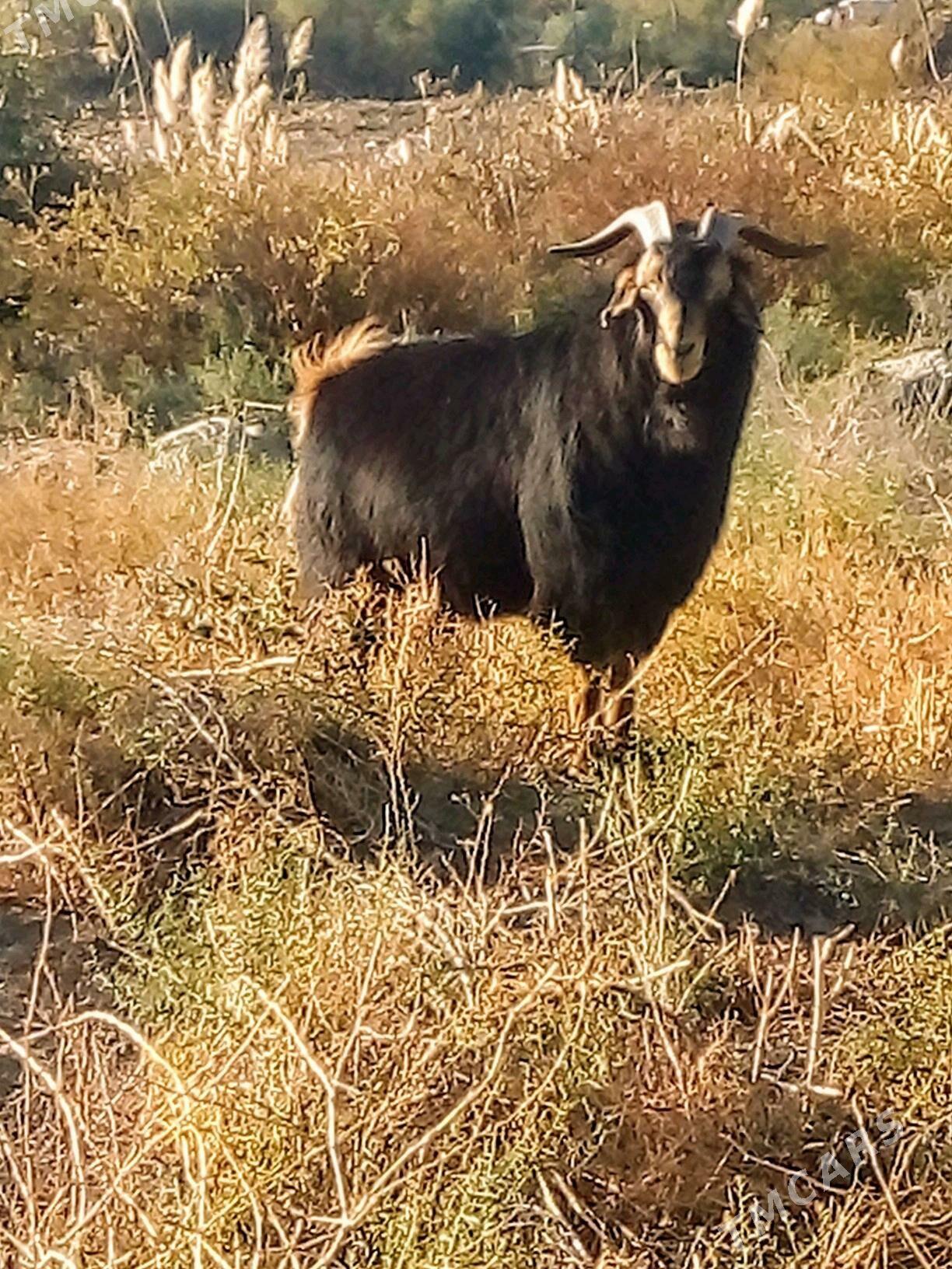 Teke - Бахарден - img 1