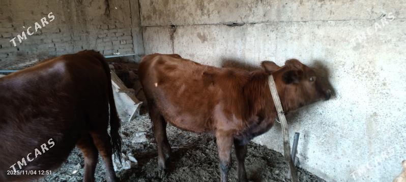 gulajyn gole - Векильбазар - img 2