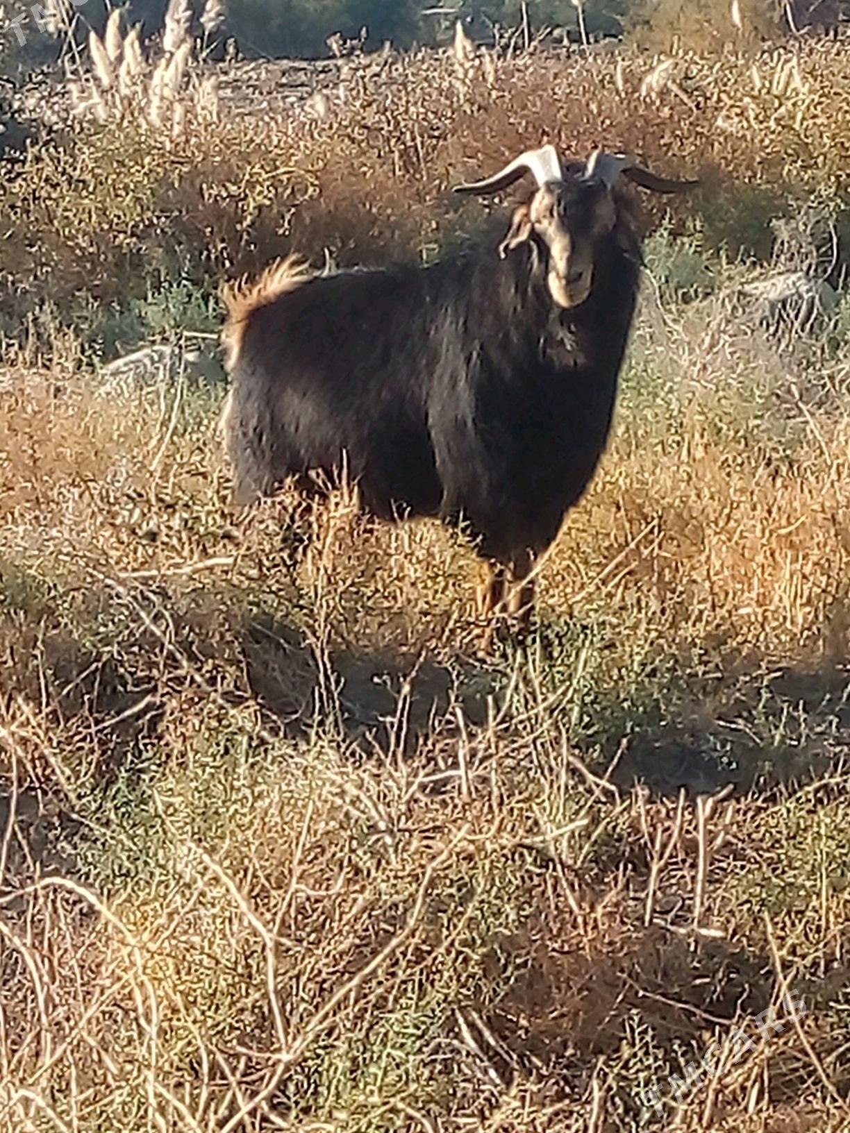 Teke - Бахарден - img 3