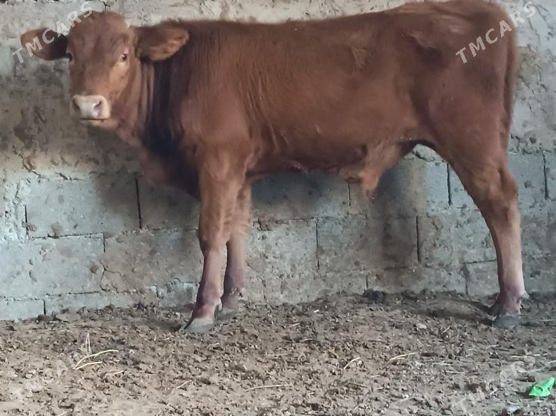 şwes öküz - Büzmeýin - img 2