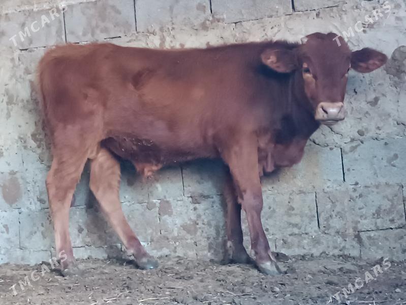 şwes öküz - Büzmeýin - img 1