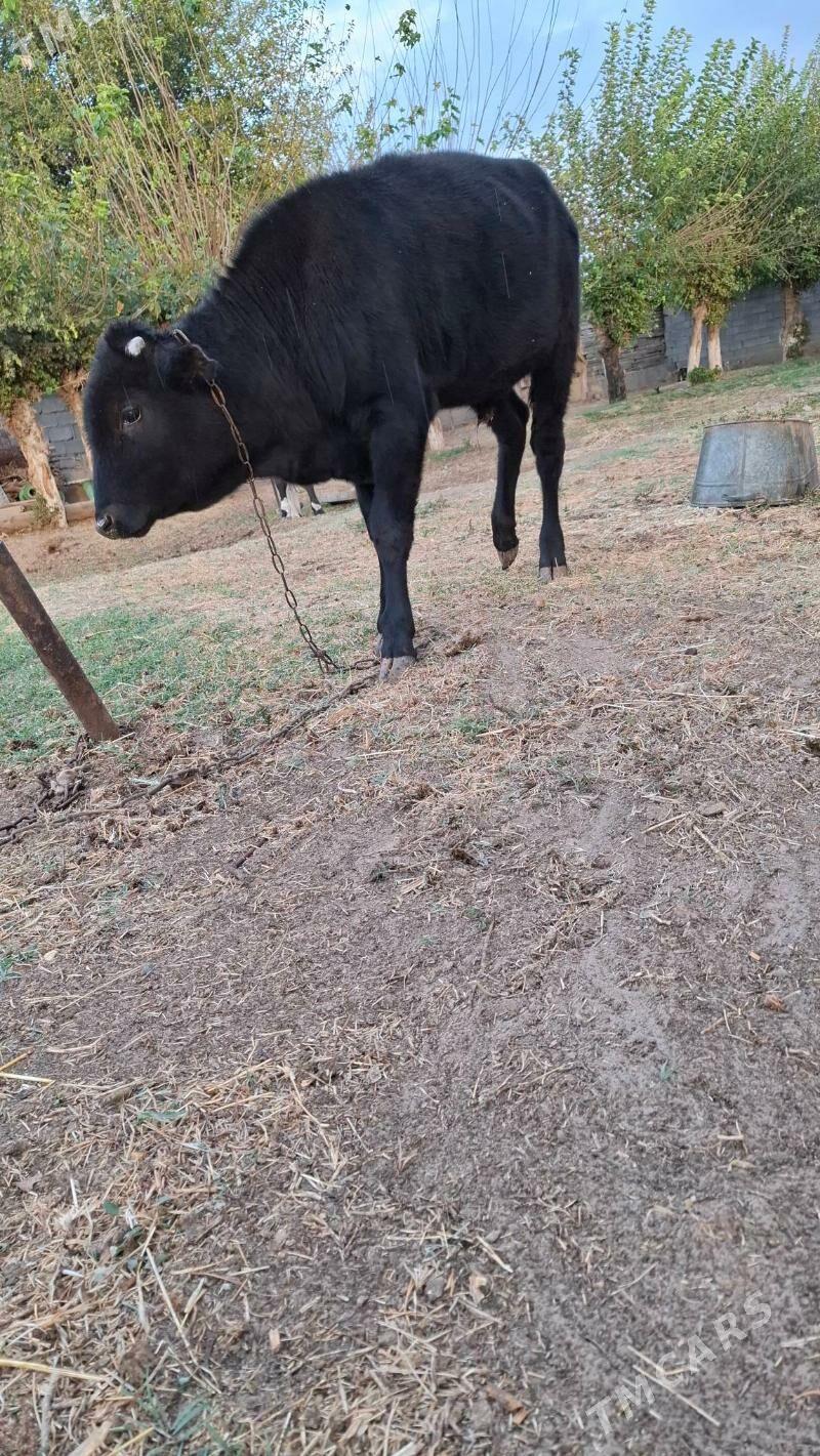 okuz - Ашхабад - img 2