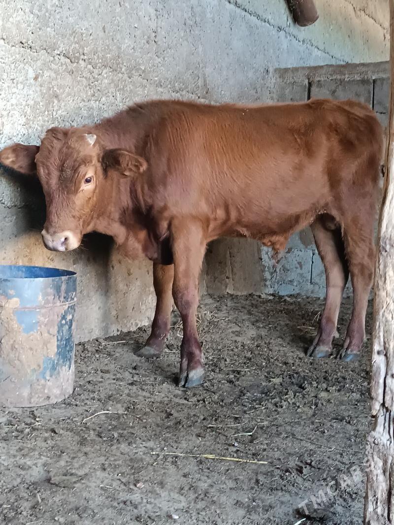 şwes öküz - Büzmeýin - img 3