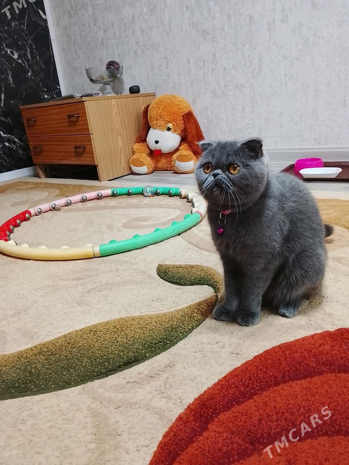 Шотландский котенок - Türkmenabat - img 4