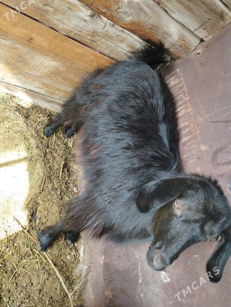 Geçi - Türkmenbaşy - img 2