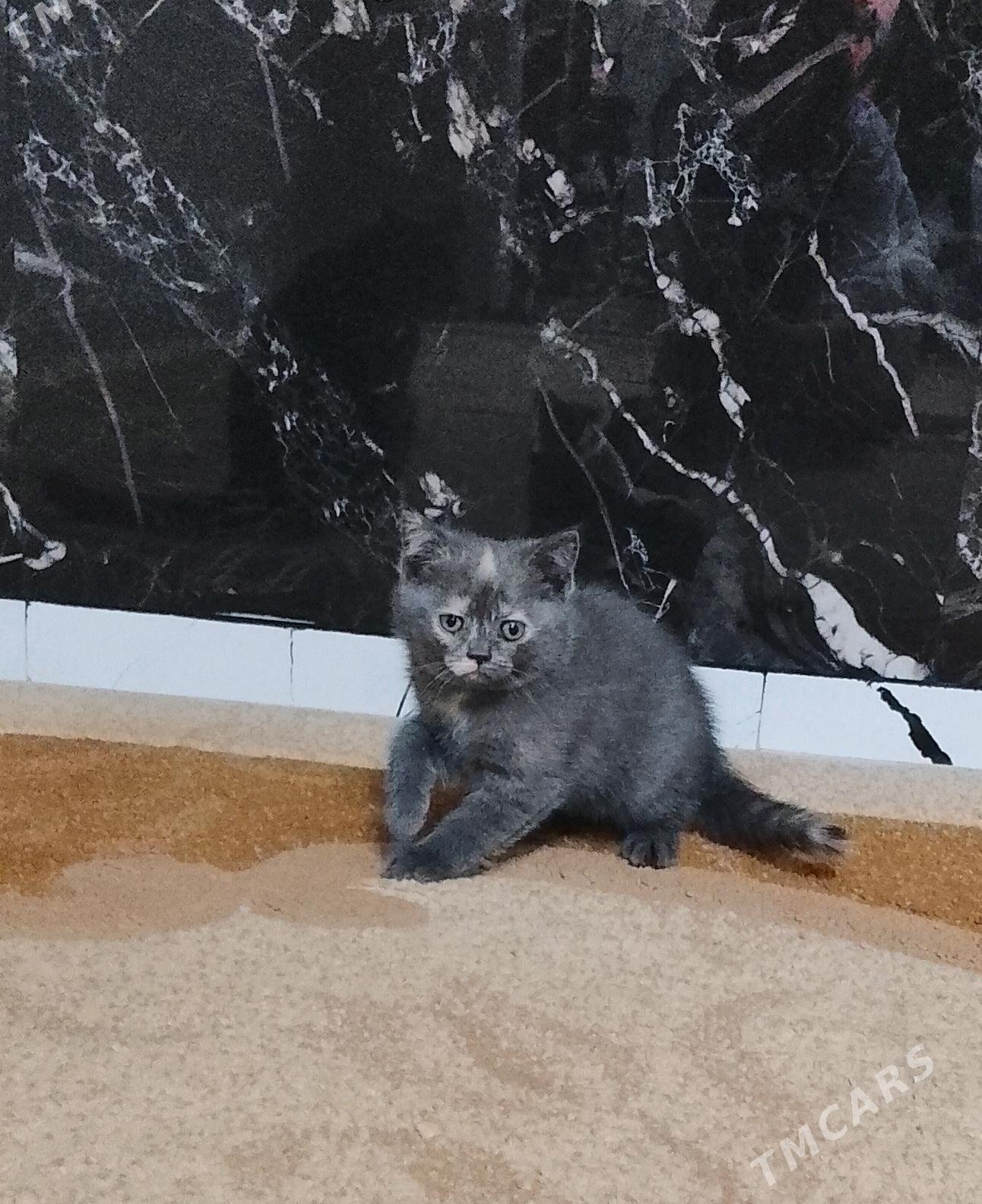 Шотландский котенок - Türkmenabat - img 3