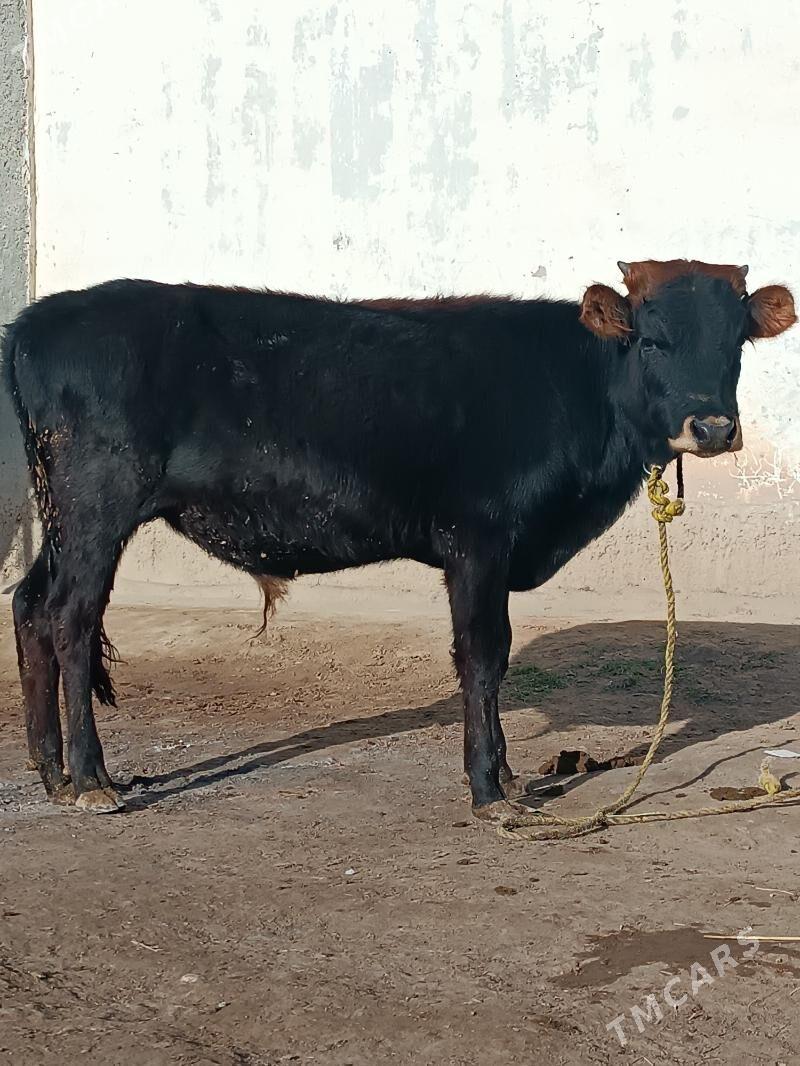 şwes öküz - Büzmeýin - img 2