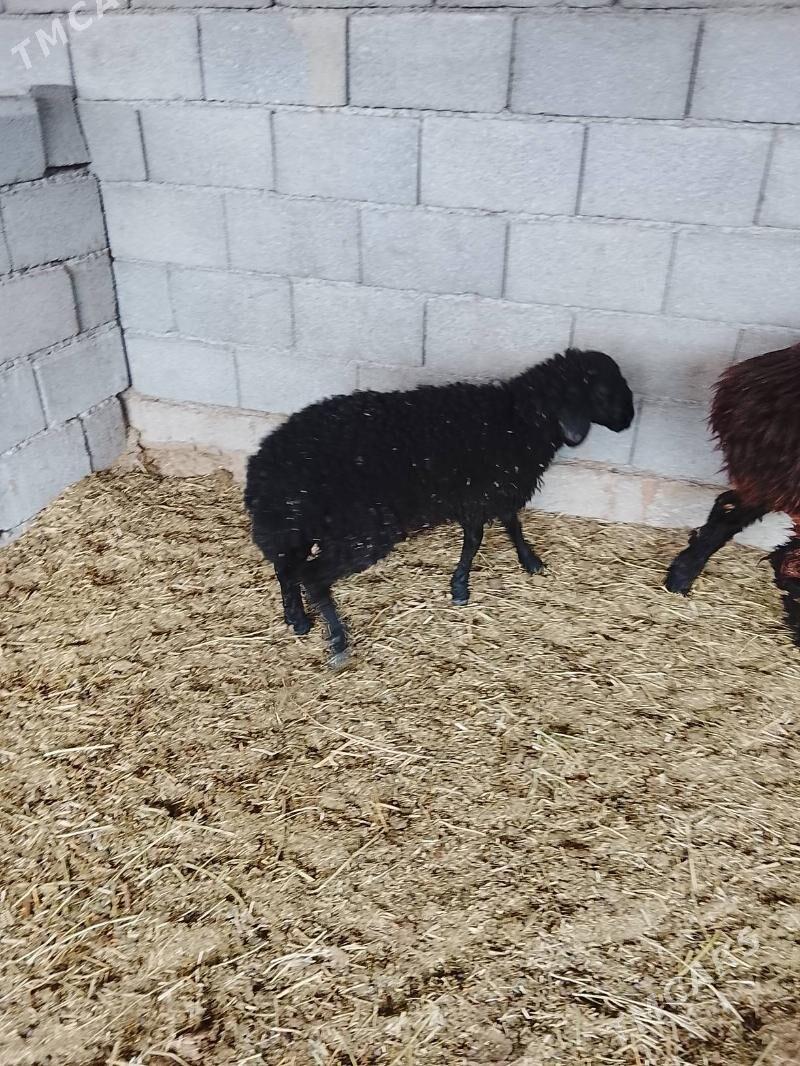 tokly - Ашхабад - img 2