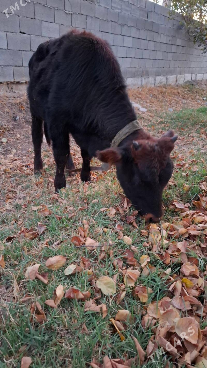 okuz - Ашхабад - img 2