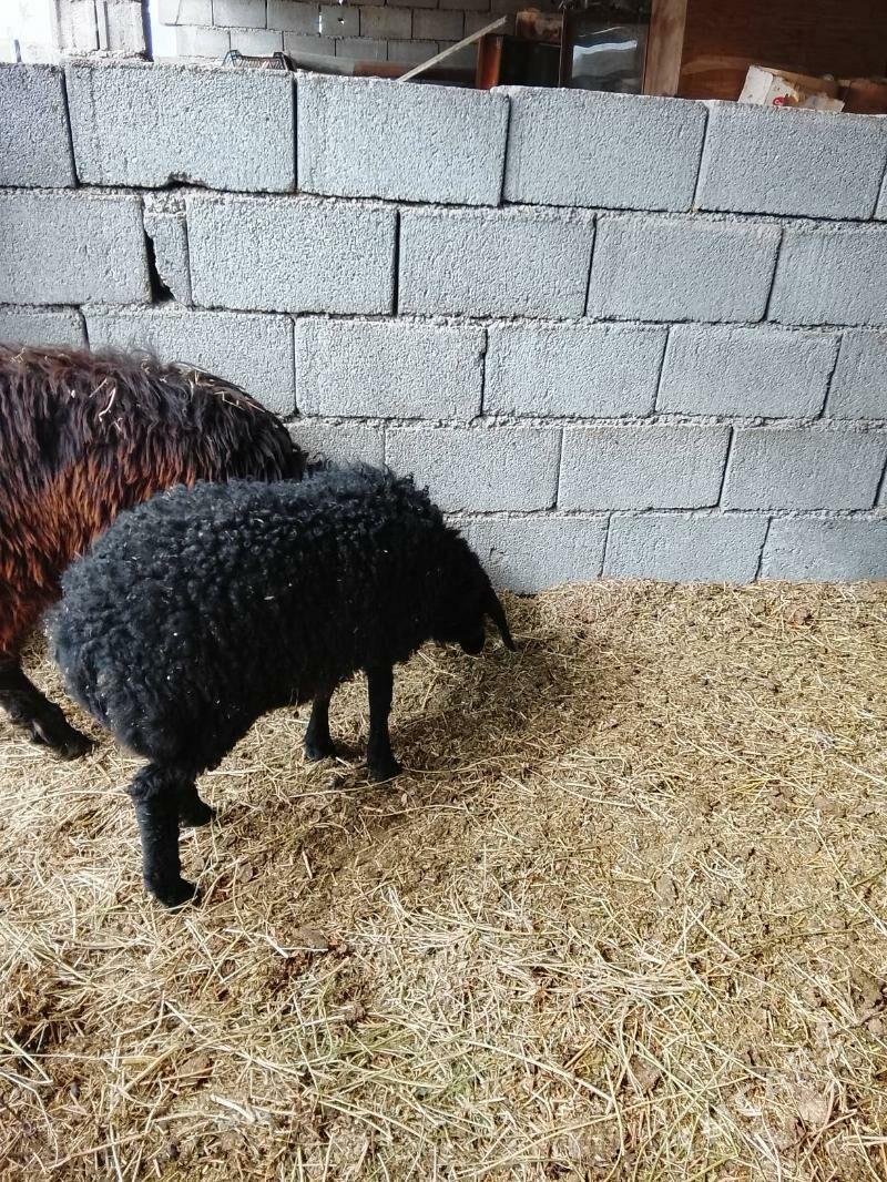 tokly - Ашхабад - img 3