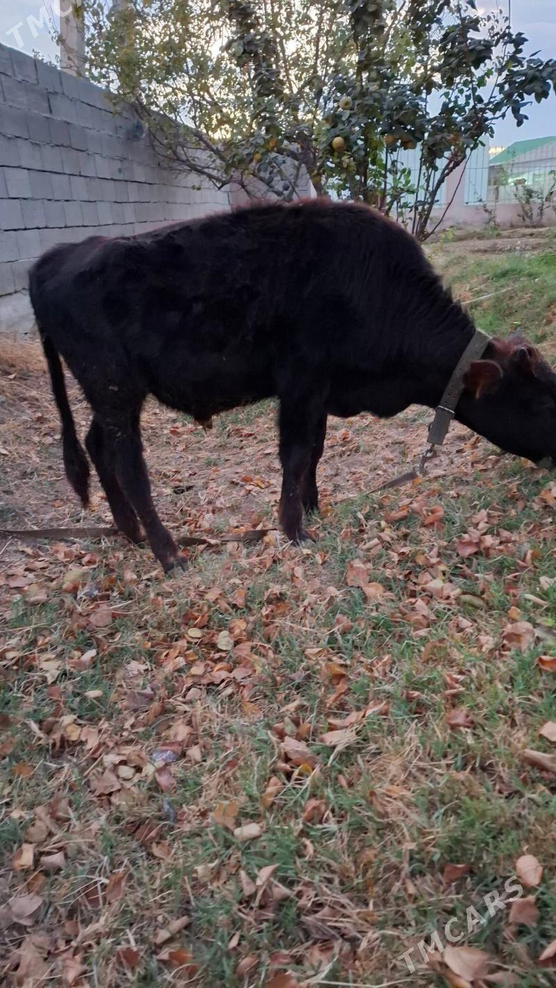 okuz - Ашхабад - img 3