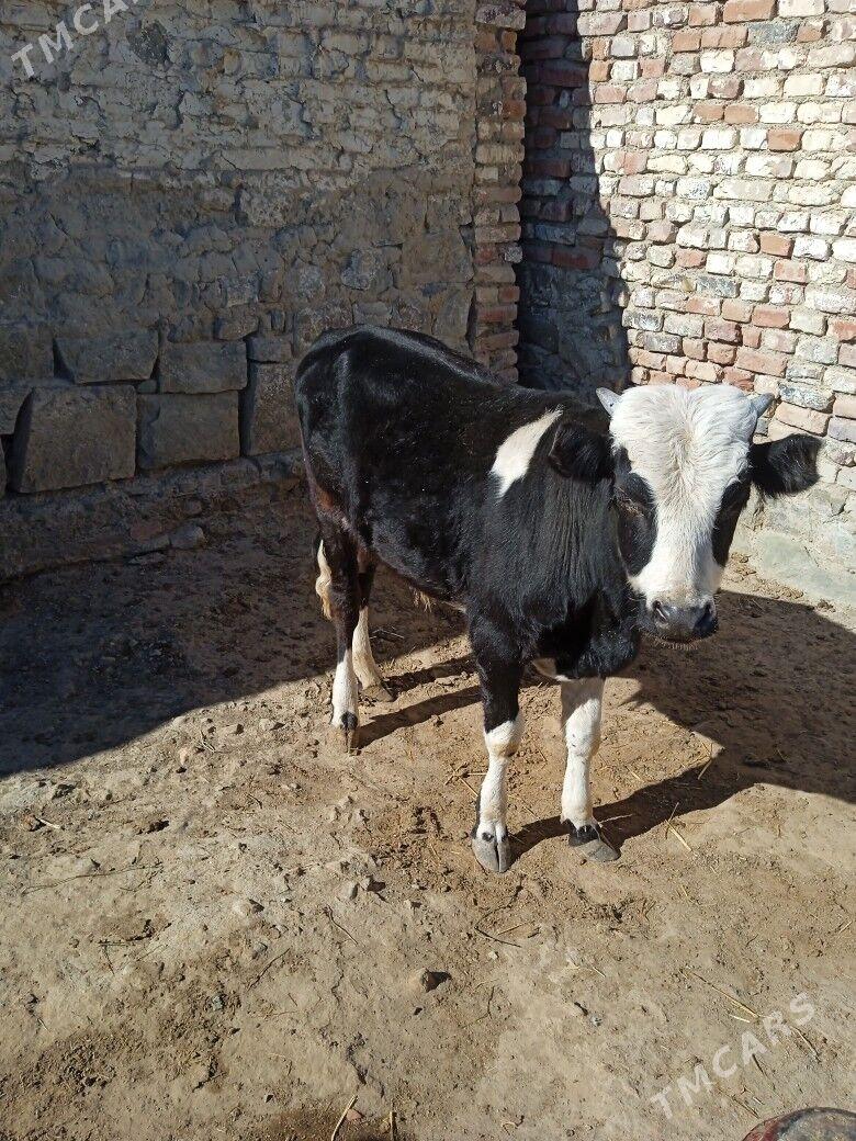 Ökuzce - Берекет - img 2