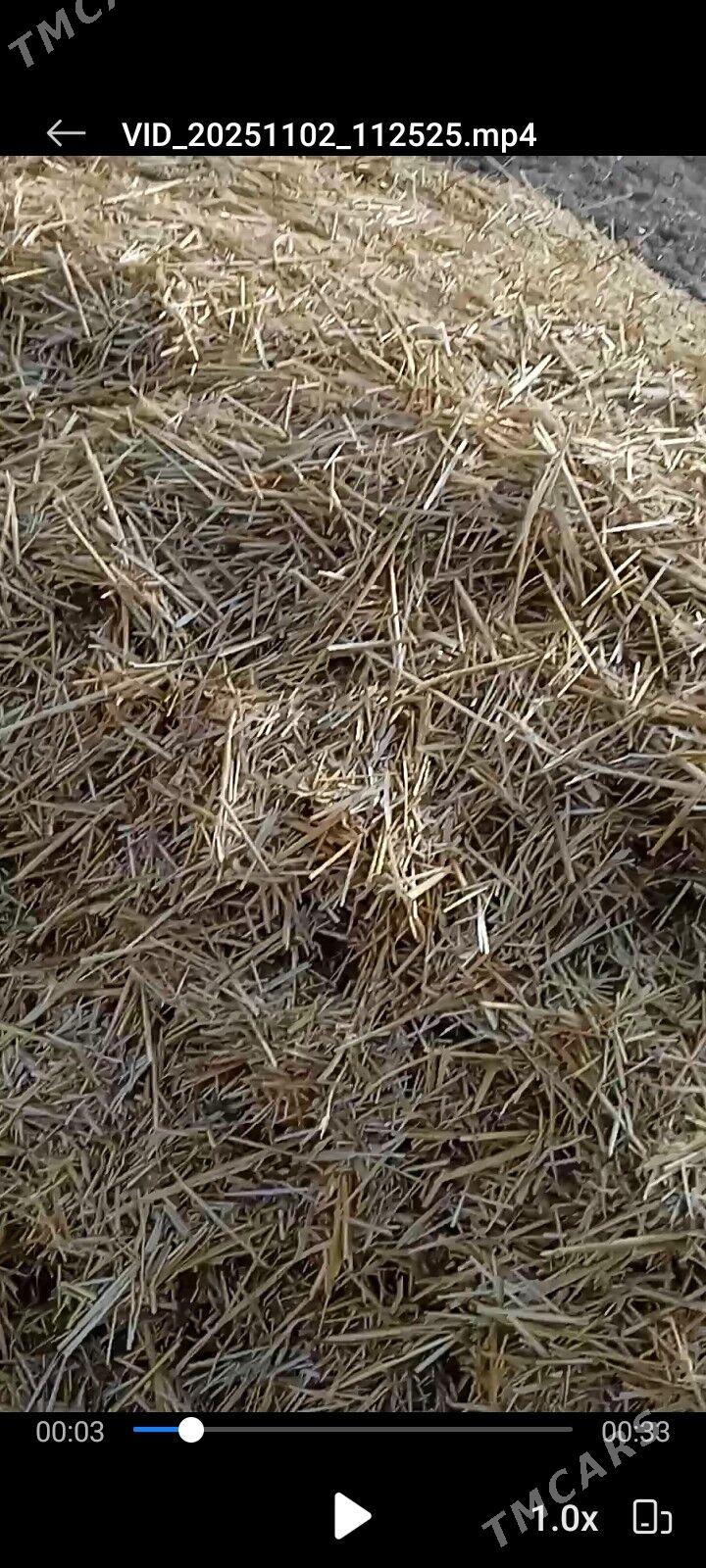 саман - Görogly (Tagta) - img 2