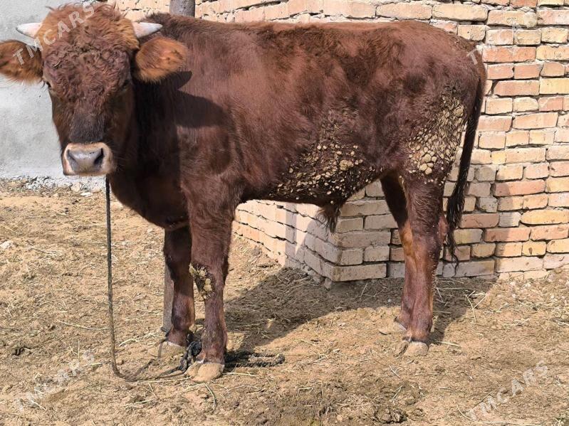 öküz - Ашхабад - img 3