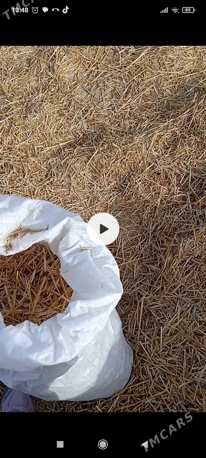 саман - Görogly (Tagta) - img 3