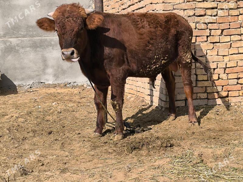 öküz - Ашхабад - img 2