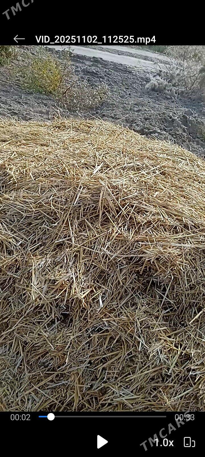 саман - Görogly (Tagta) - img 1