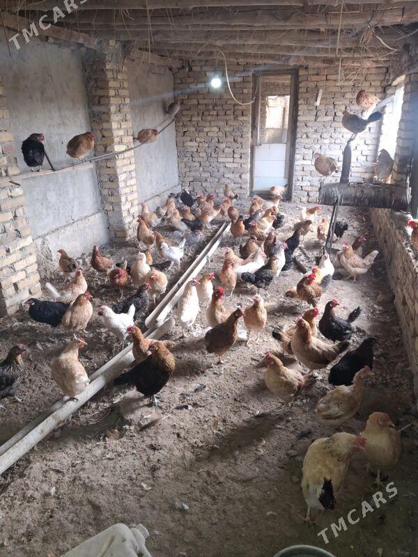 towuk - Туркменабат - img 4