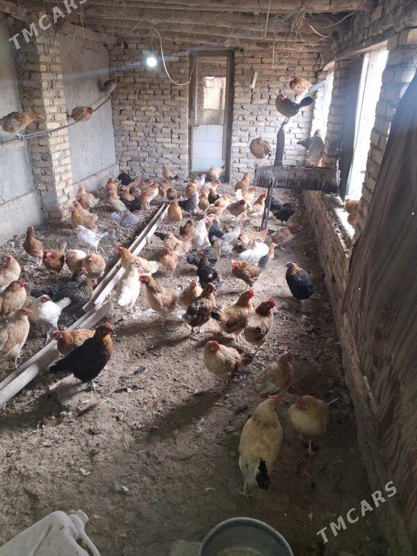 towuk - Туркменабат - img 5