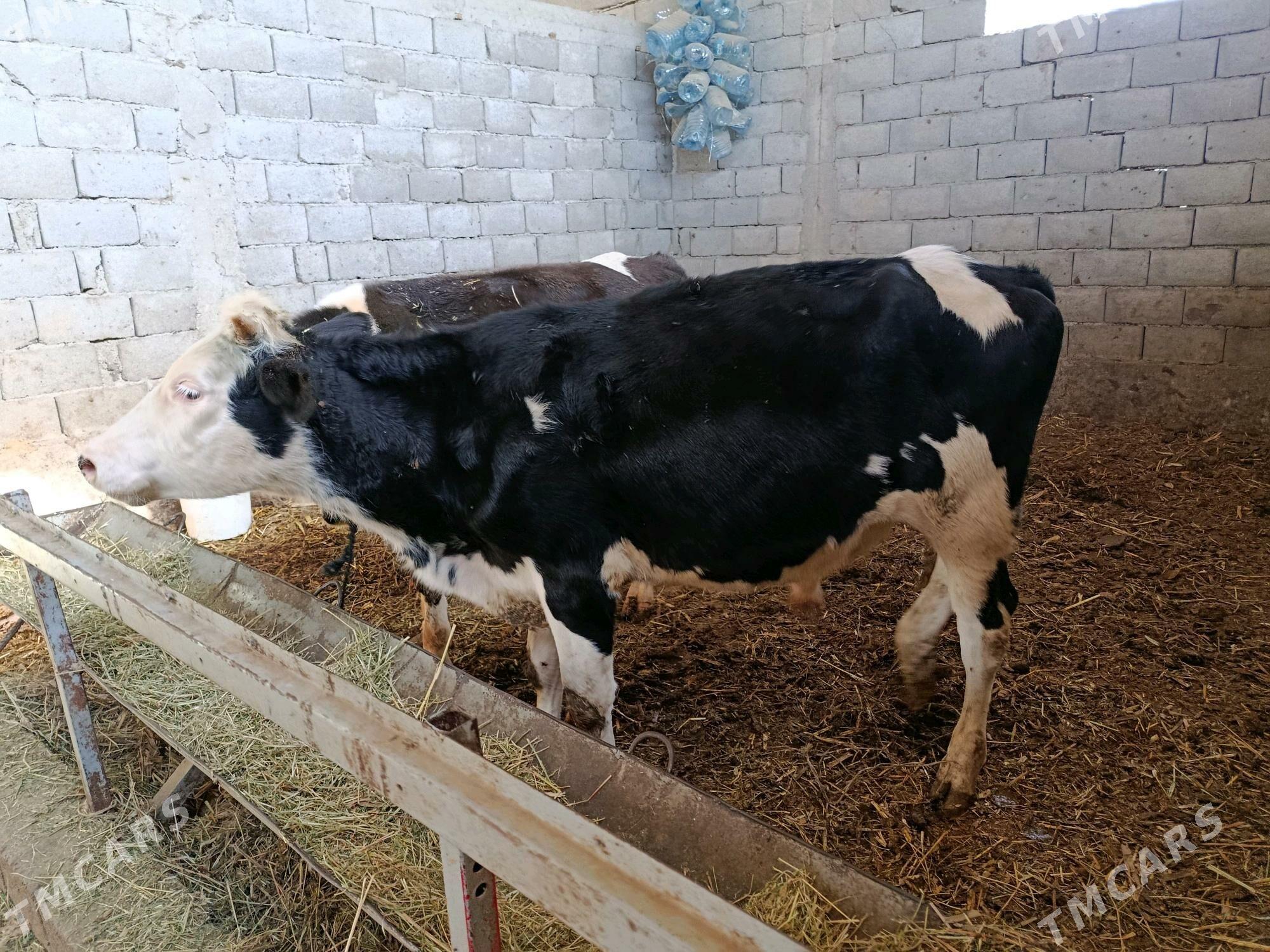 okuüz - Гарадамак Шор - img 3