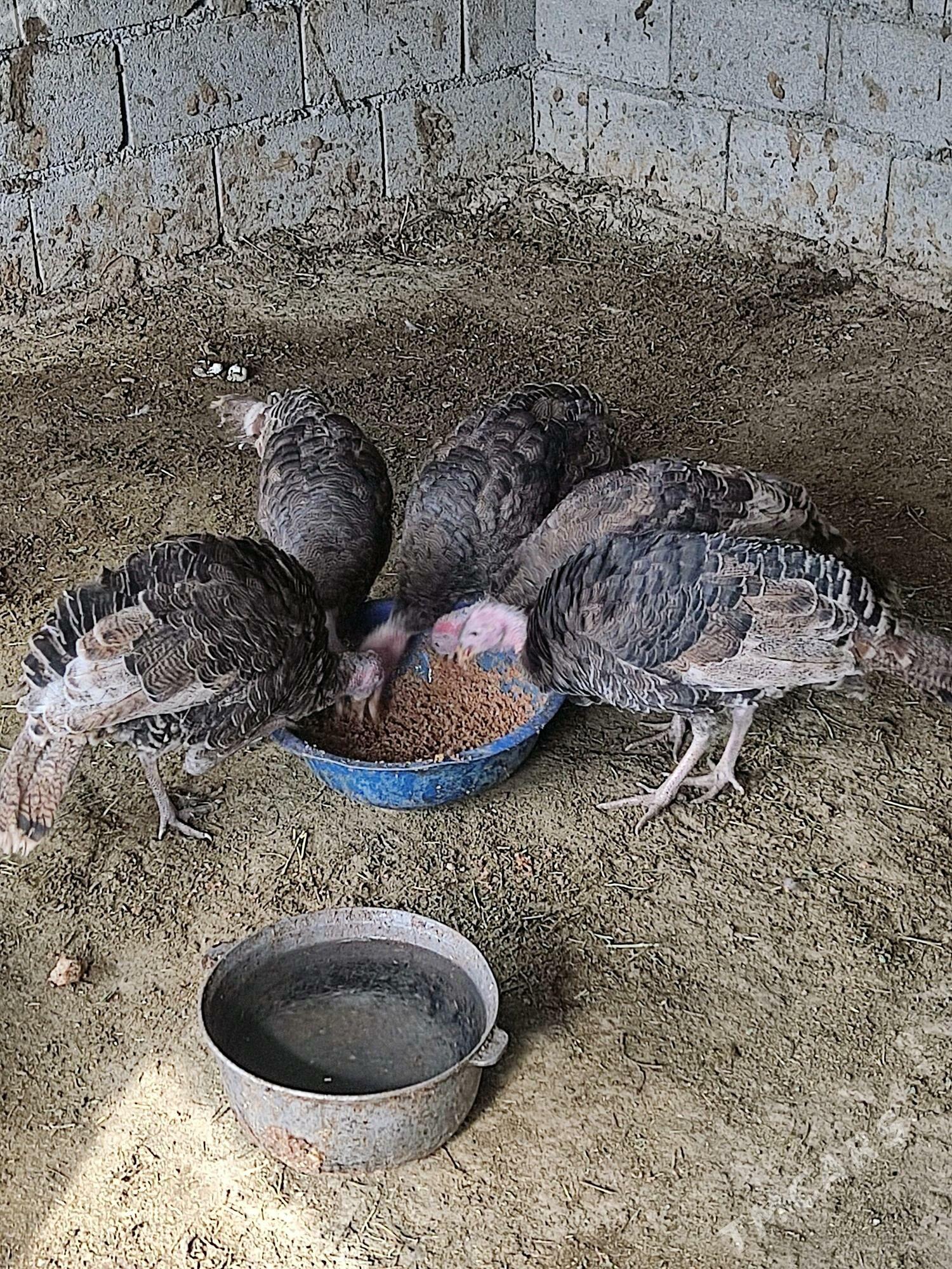 induk - Гёкдепе - img 2