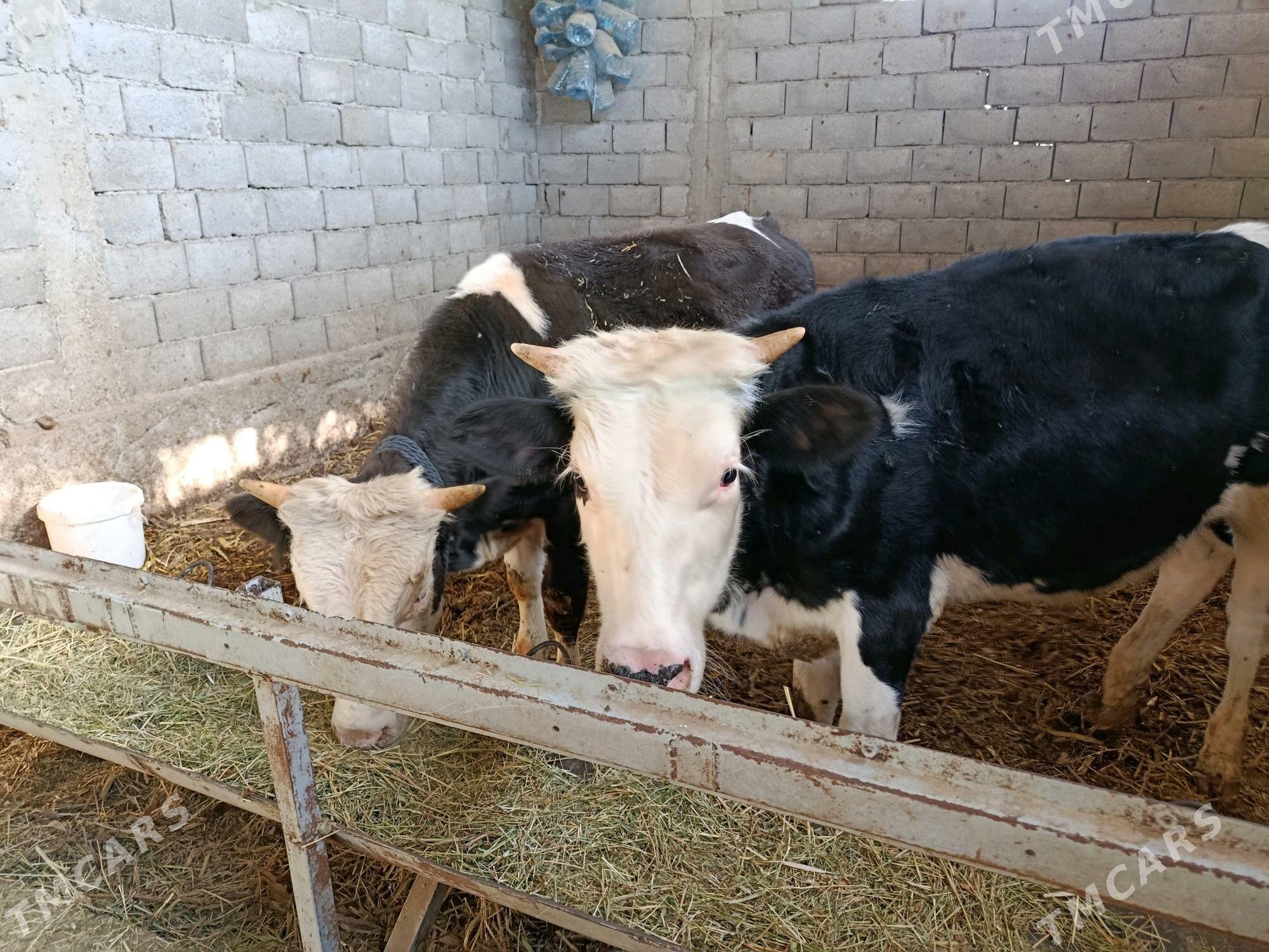 okuüz - Гарадамак Шор - img 4