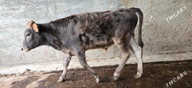 sives okuzce - Ашхабад - img 2