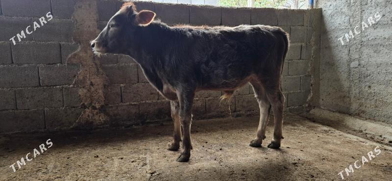 sives okuzce - Ашхабад - img 3