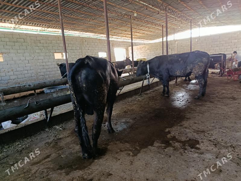 uli okuz - Гарадамак Шор - img 2