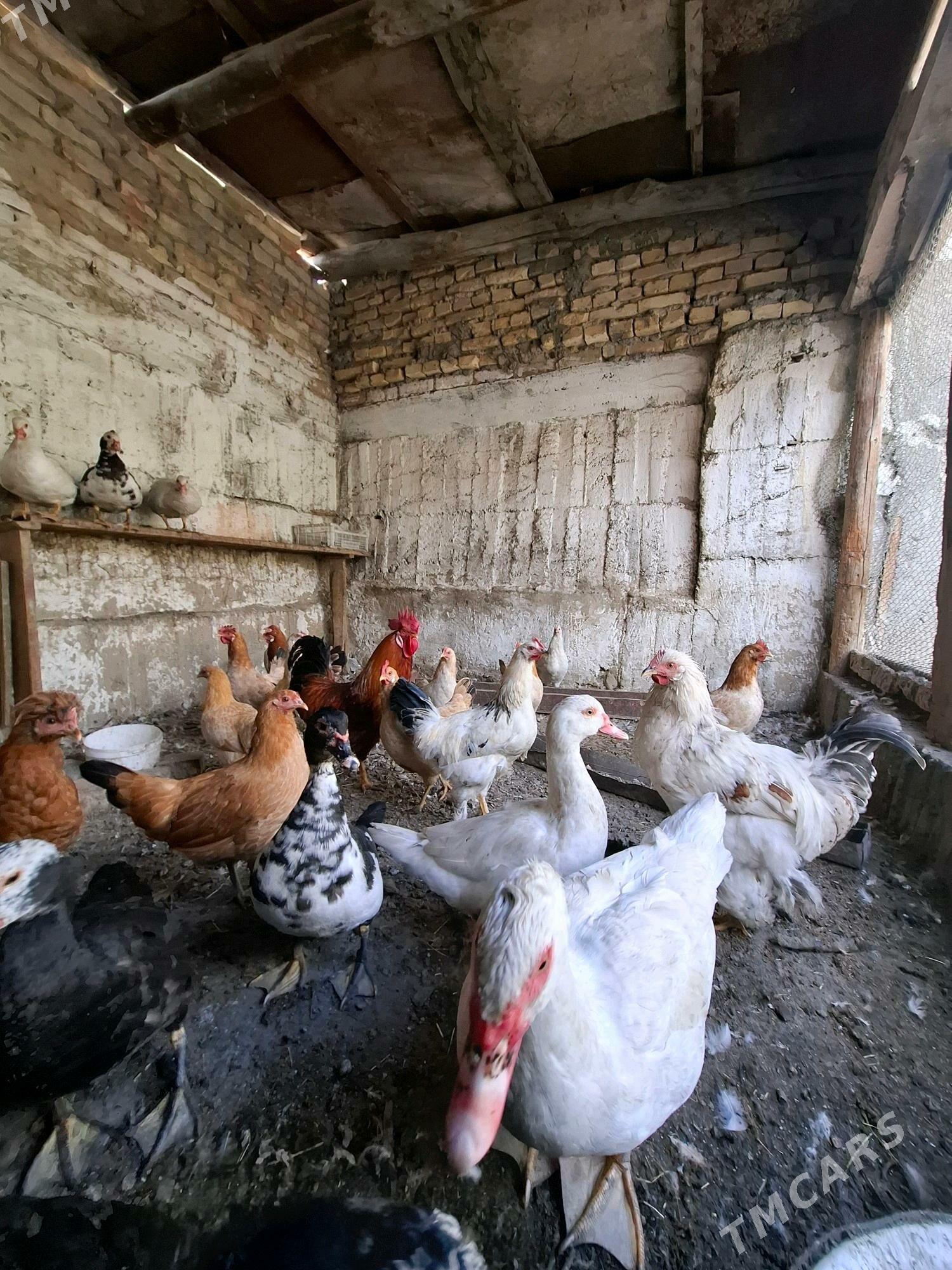 Towuk Horaz İndutga Juje - Гёкдепе - img 3