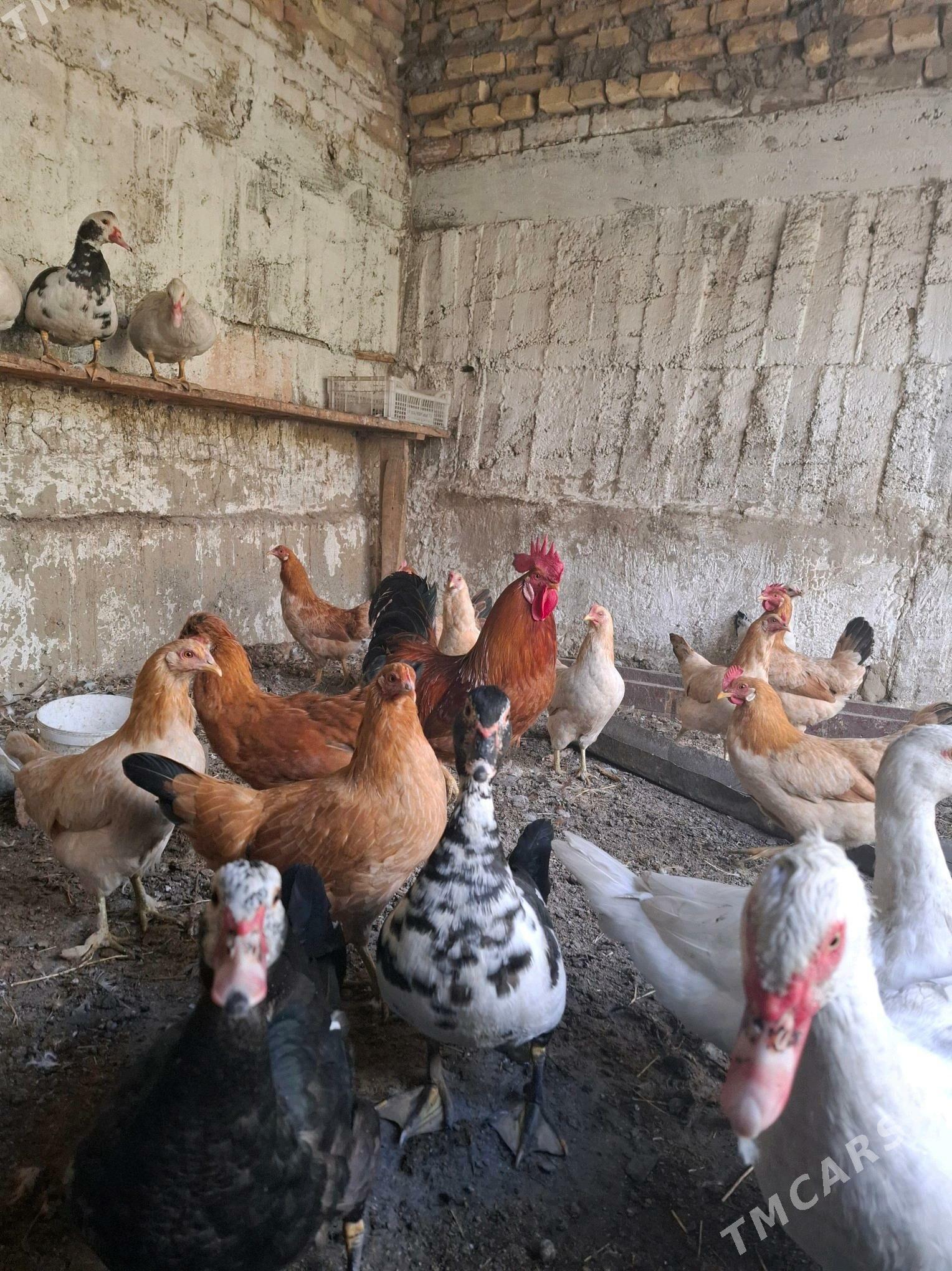 Towuk Horaz İndutga Juje - Гёкдепе - img 2