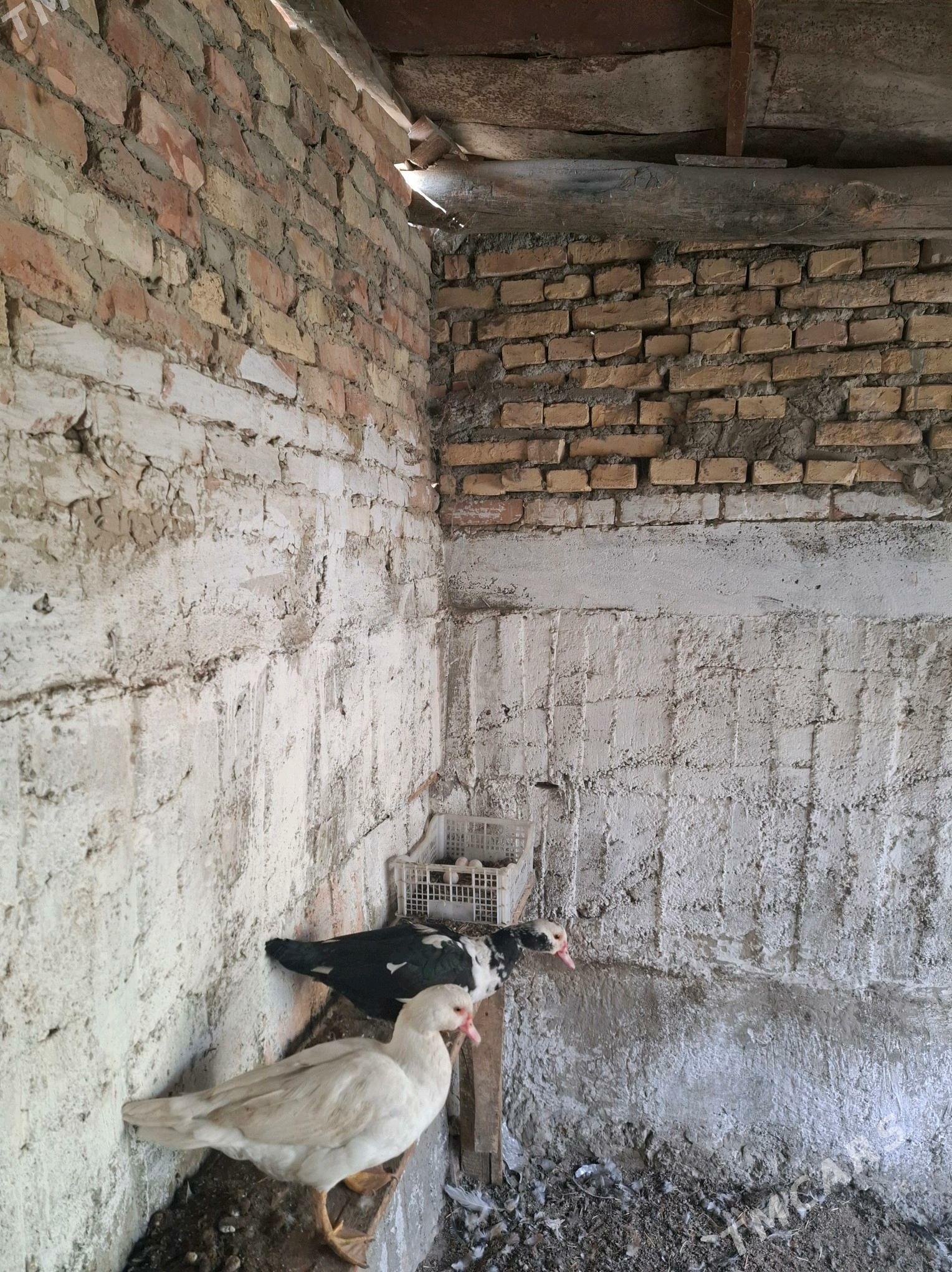 Towuk Horaz İndutga Juje - Гёкдепе - img 4