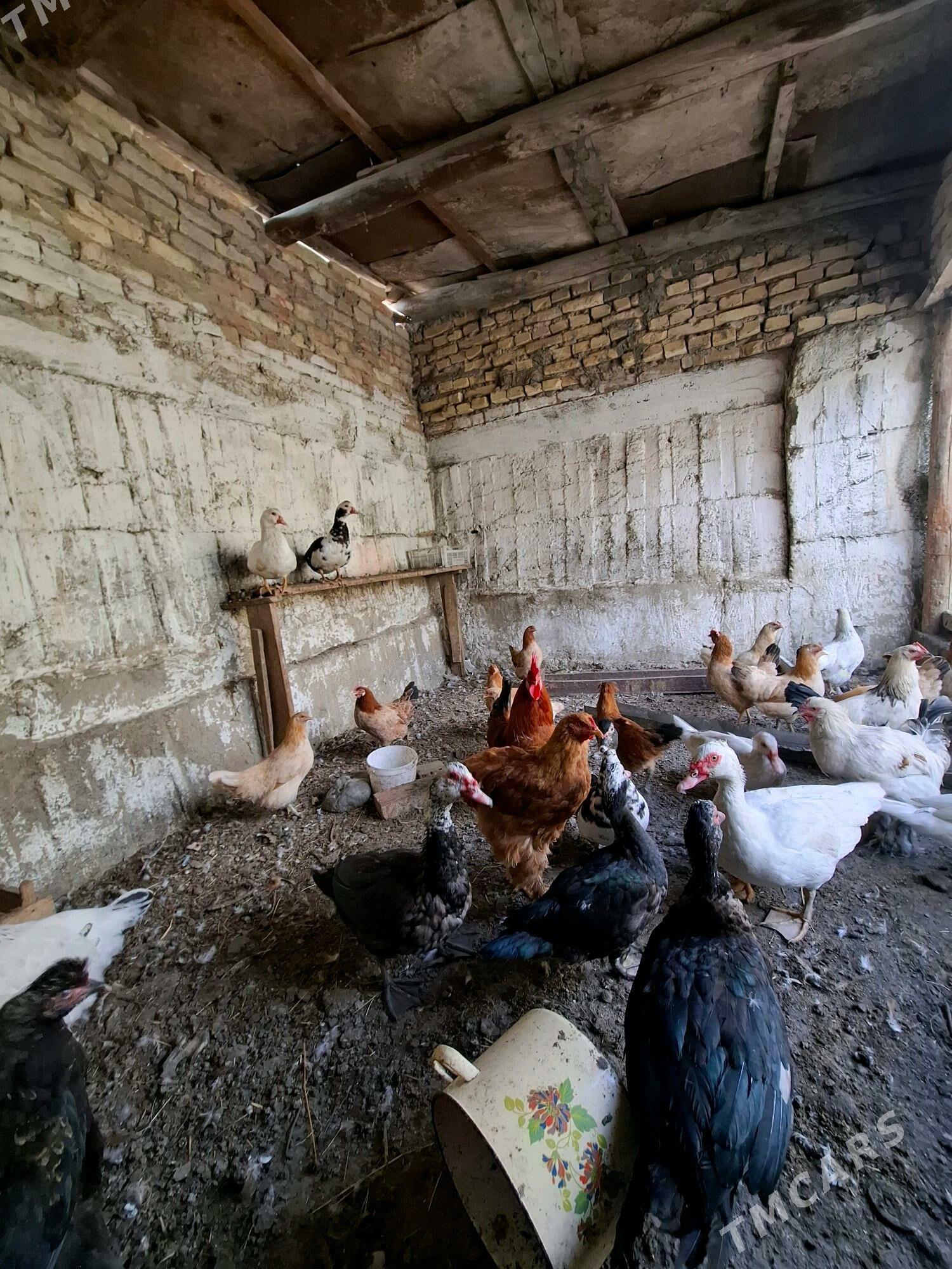 Towuk Horaz İndutga Juje - Гёкдепе - img 5