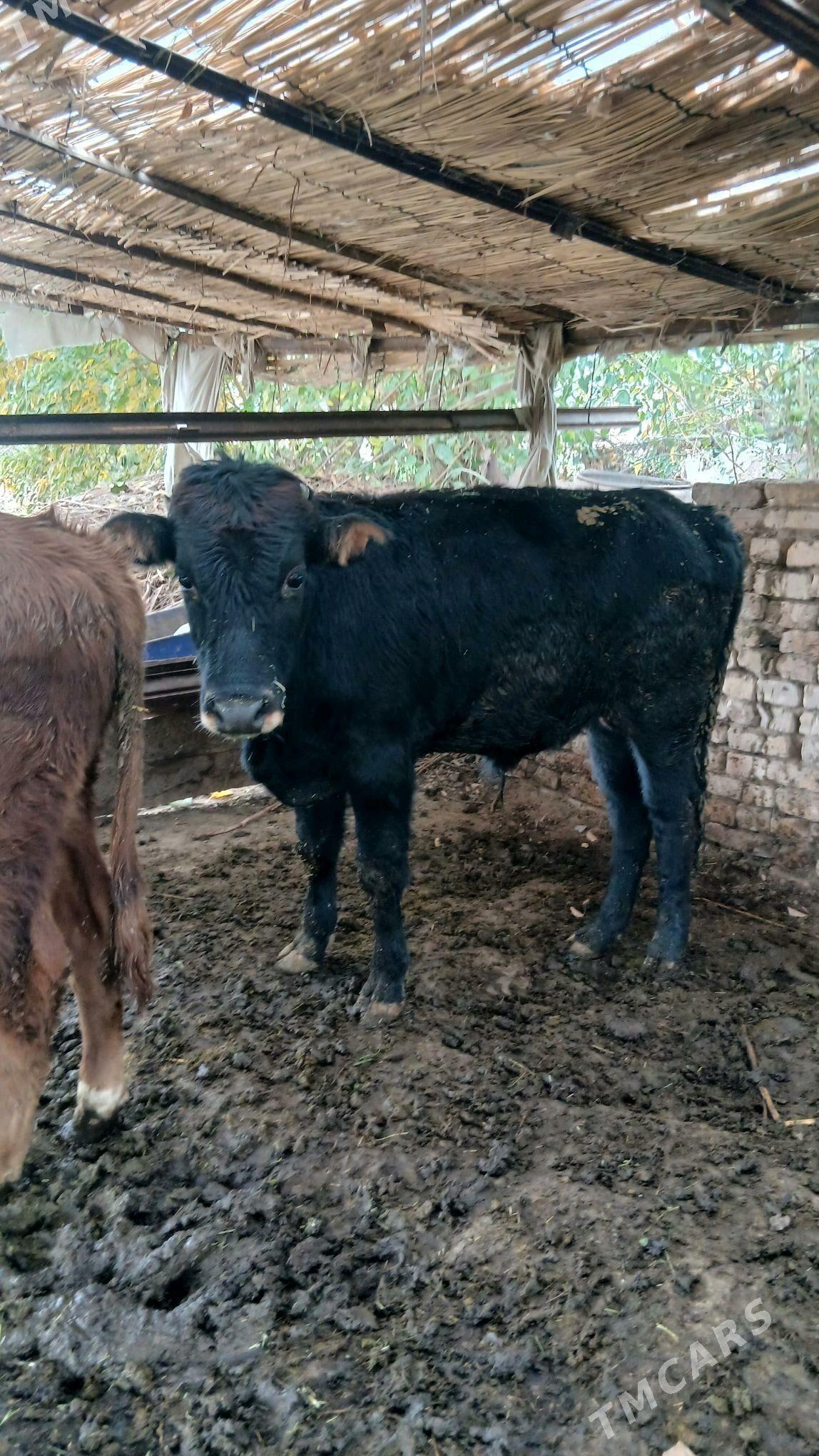 okuzce - Мургап - img 2