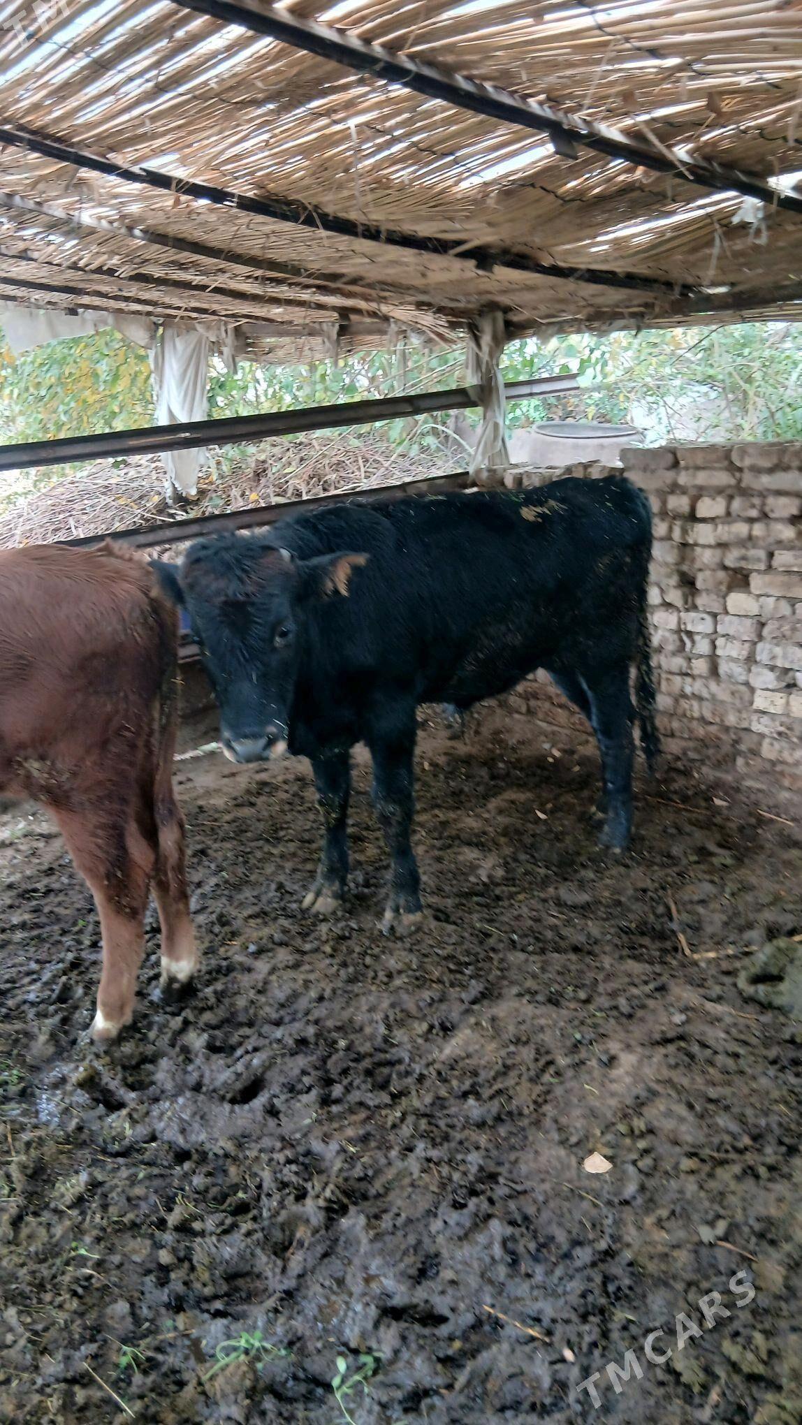 okuzce - Мургап - img 3