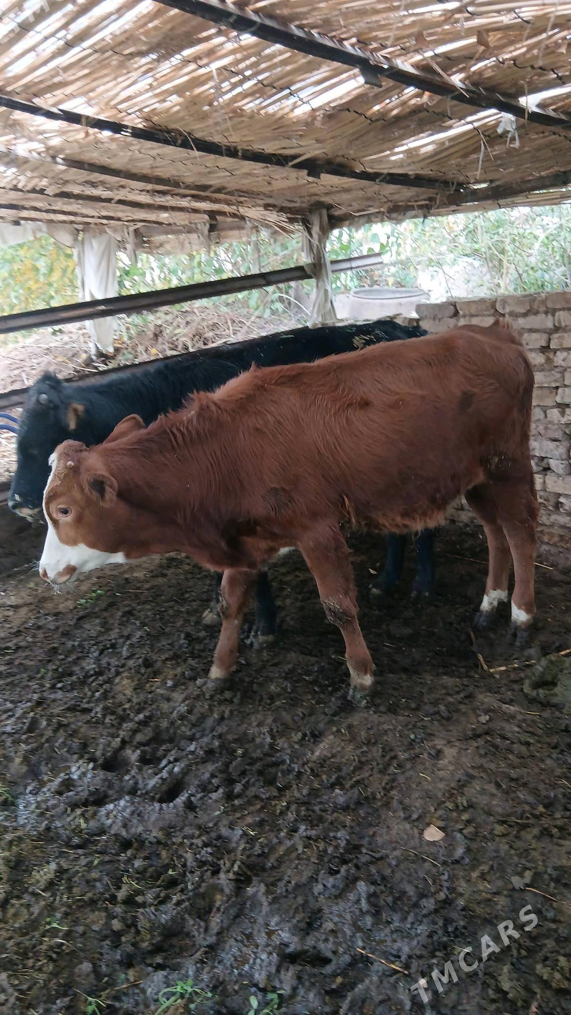 okuzce - Мургап - img 4