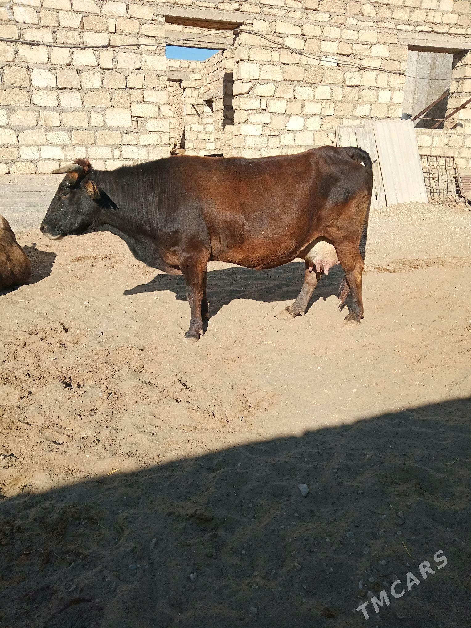 sygyr - Гумдаг - img 1