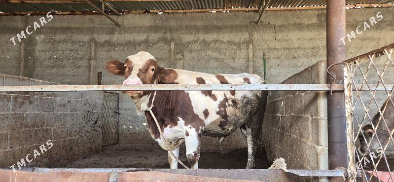 semental okuz - Aşgabat - img 1