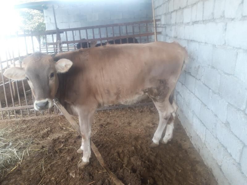 тохум тувелер - Багир - img 4