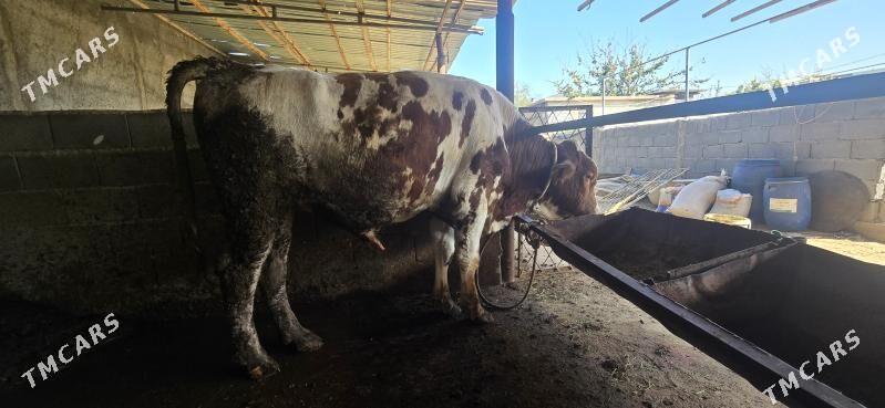 semental okuz - Aşgabat - img 3