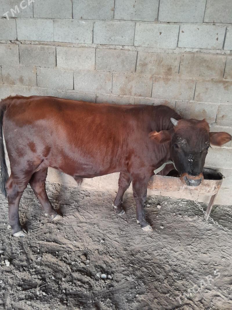 okuz - Теджен - img 1