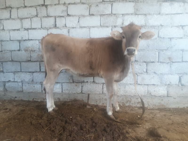 тохум тувелер - Багир - img 3