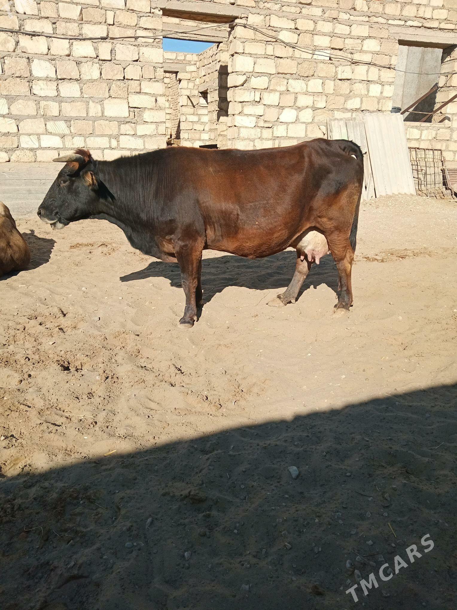 sygyr - Гумдаг - img 2