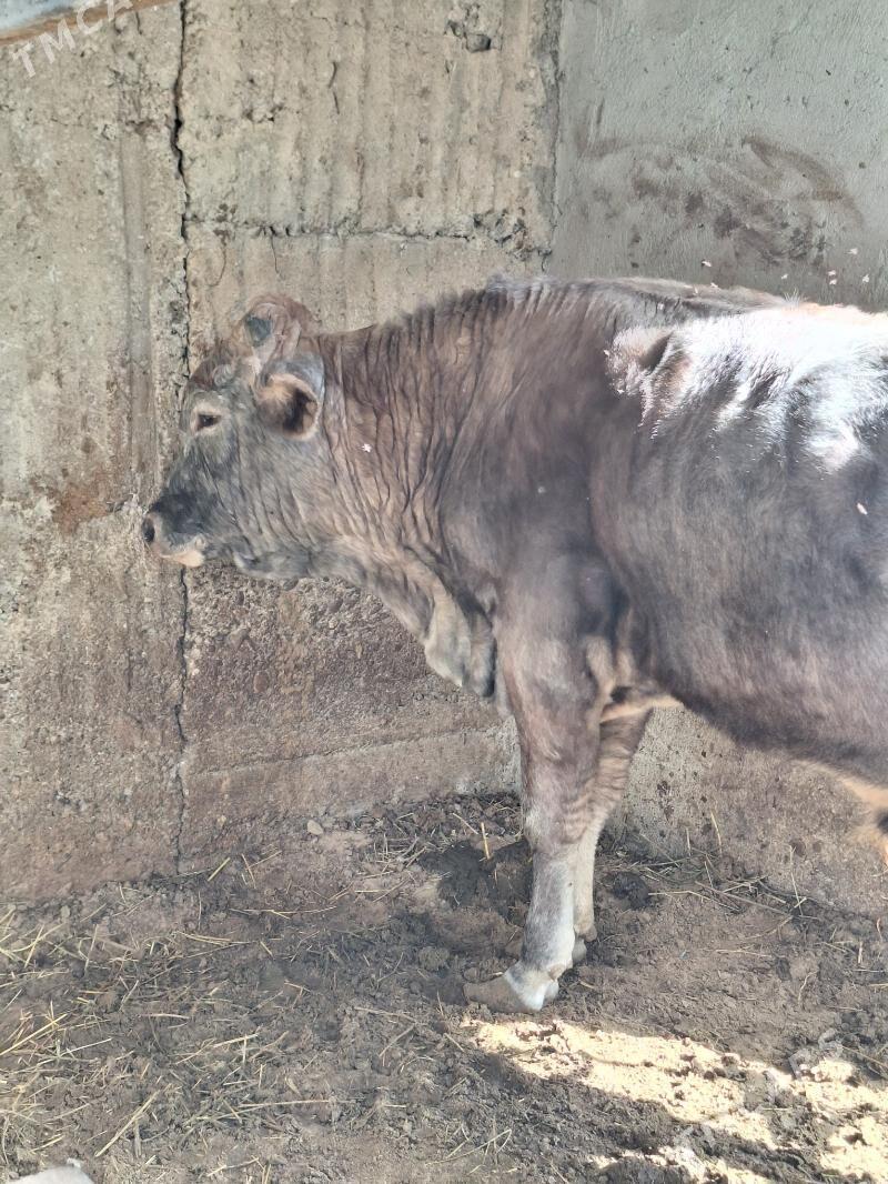 Okuz - Бузмеин - img 6