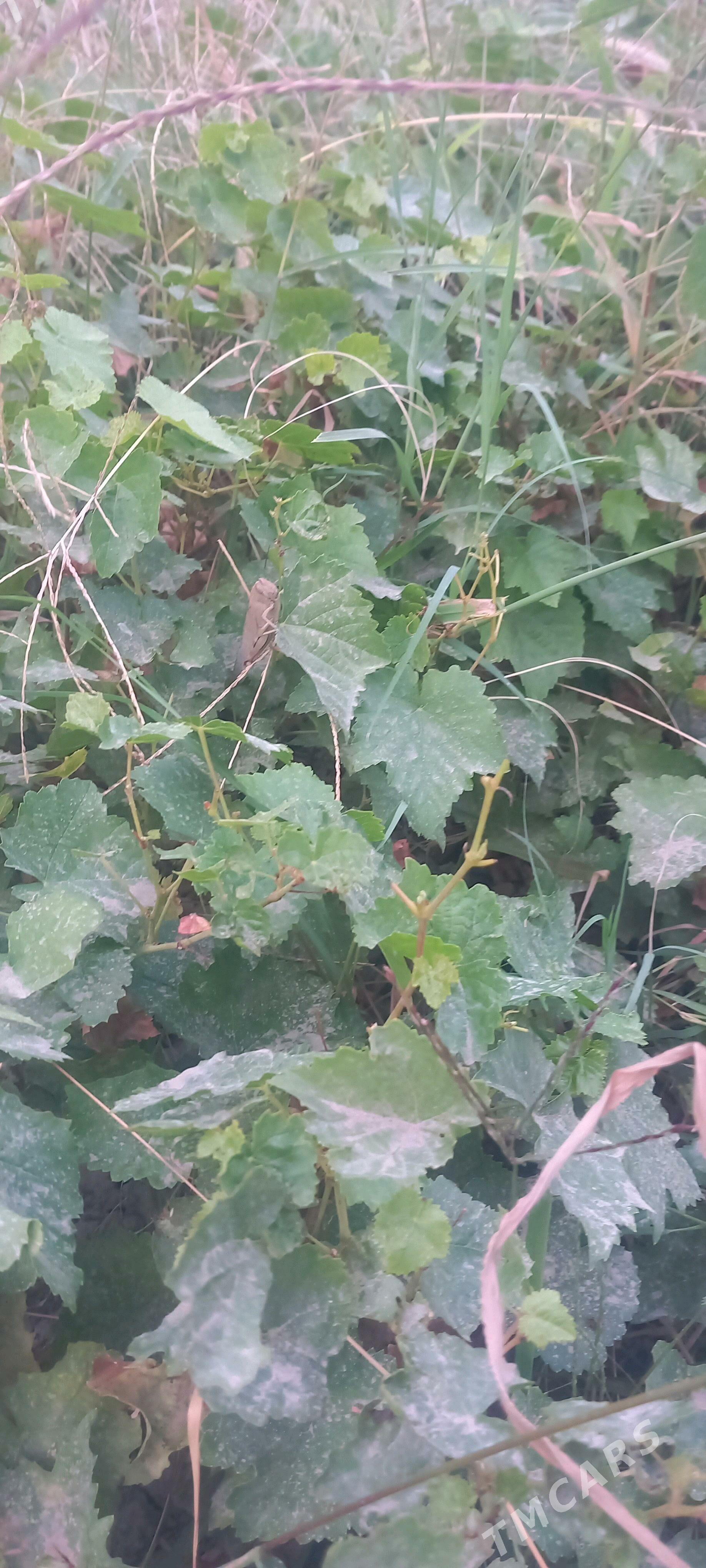 ùzùm sitiler - Gökdepe - img 1