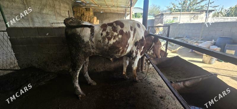 semental okuz - Aşgabat - img 4