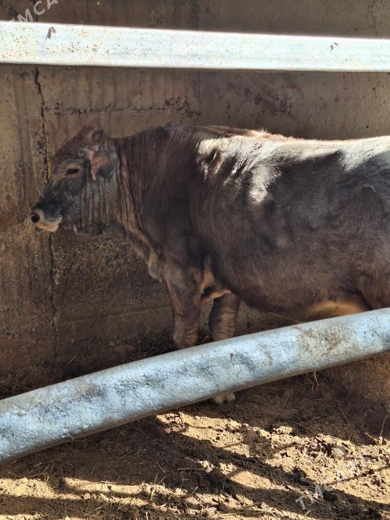 Okuz - Бузмеин - img 5