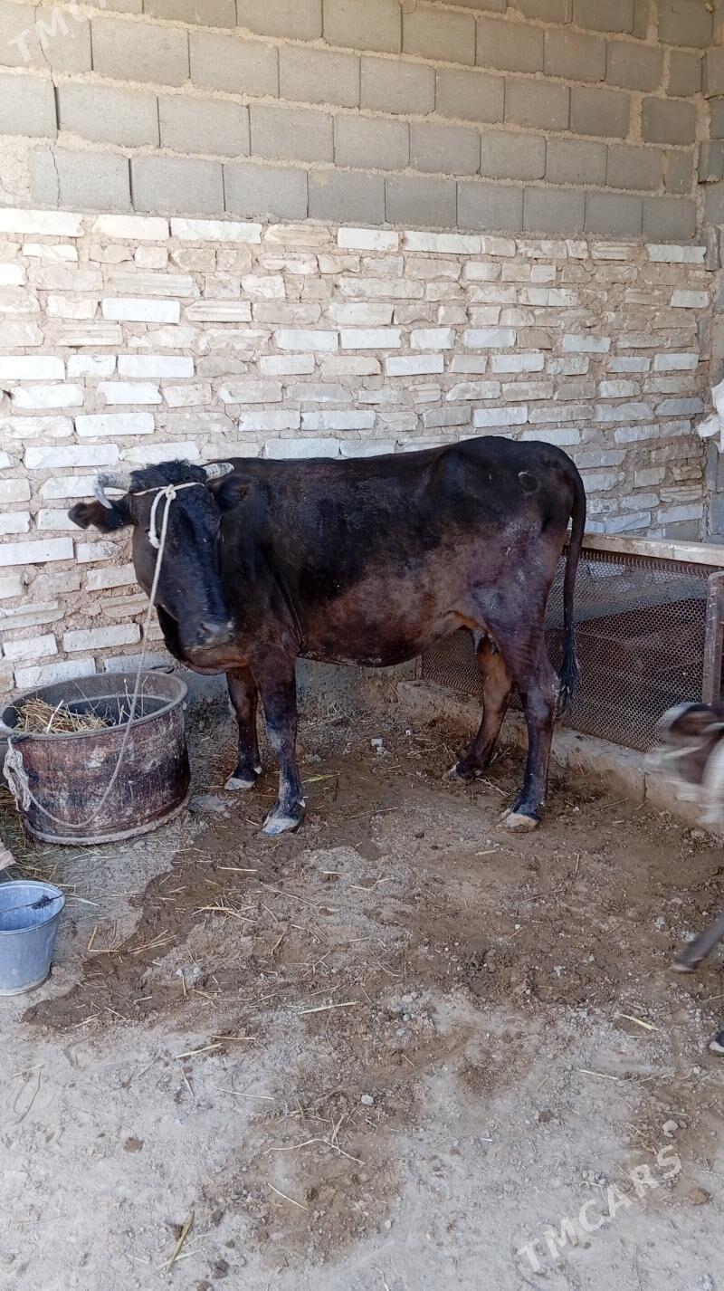 goleli sygyr - Гызыларбат - img 3