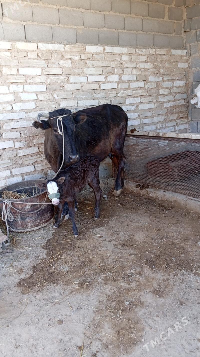 goleli sygyr - Гызыларбат - img 2